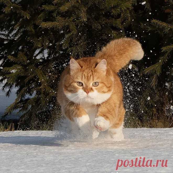 Великолепный рыжий котяра из России очаровывает соцсети