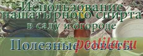 Нашатырный спирт в борьбе с вредителями растений! » Женский Мир