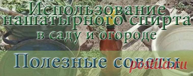 Нашатырный спирт в борьбе с вредителями растений! » Женский Мир