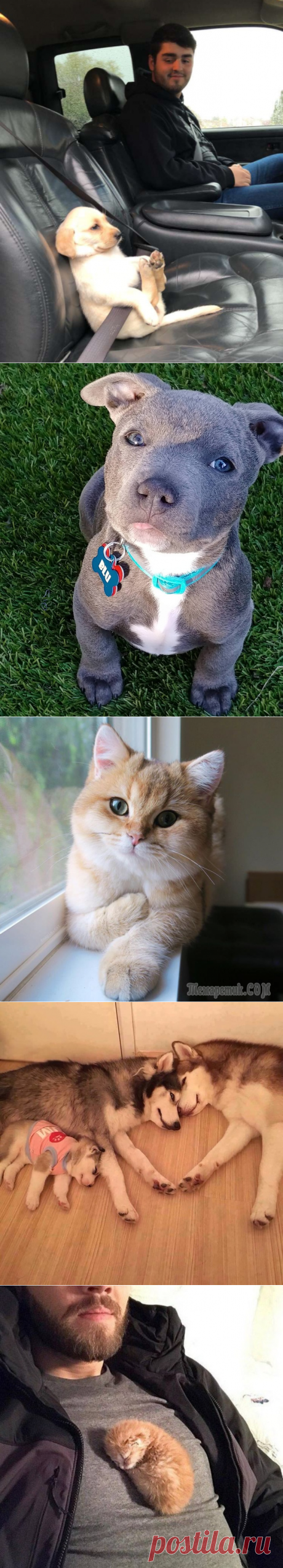 27 фотографий кошек и собак, которые заставят вас забыть обо всех проблемах