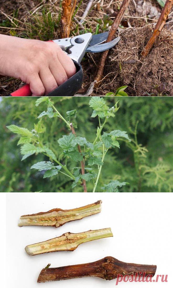 Уход за малиной весной