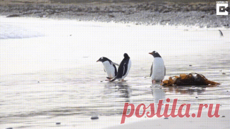 Миниатюра: я и море 🐧 🌊