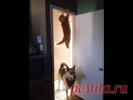 😺 Кота не видели? 🐕 Смешное видео с собаками, кошками и котятами! 😸
