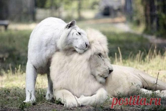 Белый лев влюбился в белую тигрицу. Как выглядят детеныши от 
