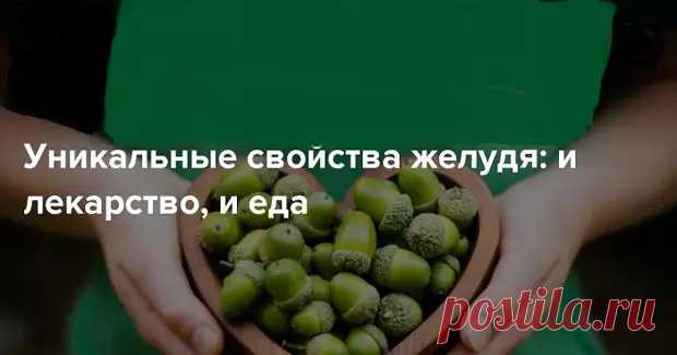 Уникальные свойства желудя: и лекарство, и еда... - Познавательный сайт ,,1000 мелочей