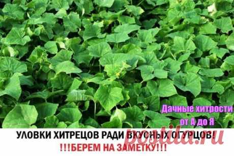 Уловки хитрецов ради вкусных огурцов