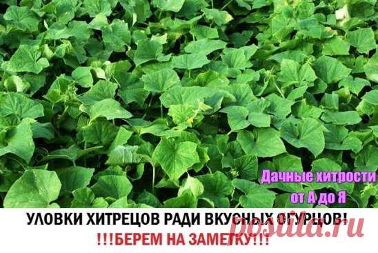 Уловки хитрецов ради вкусных огурцов