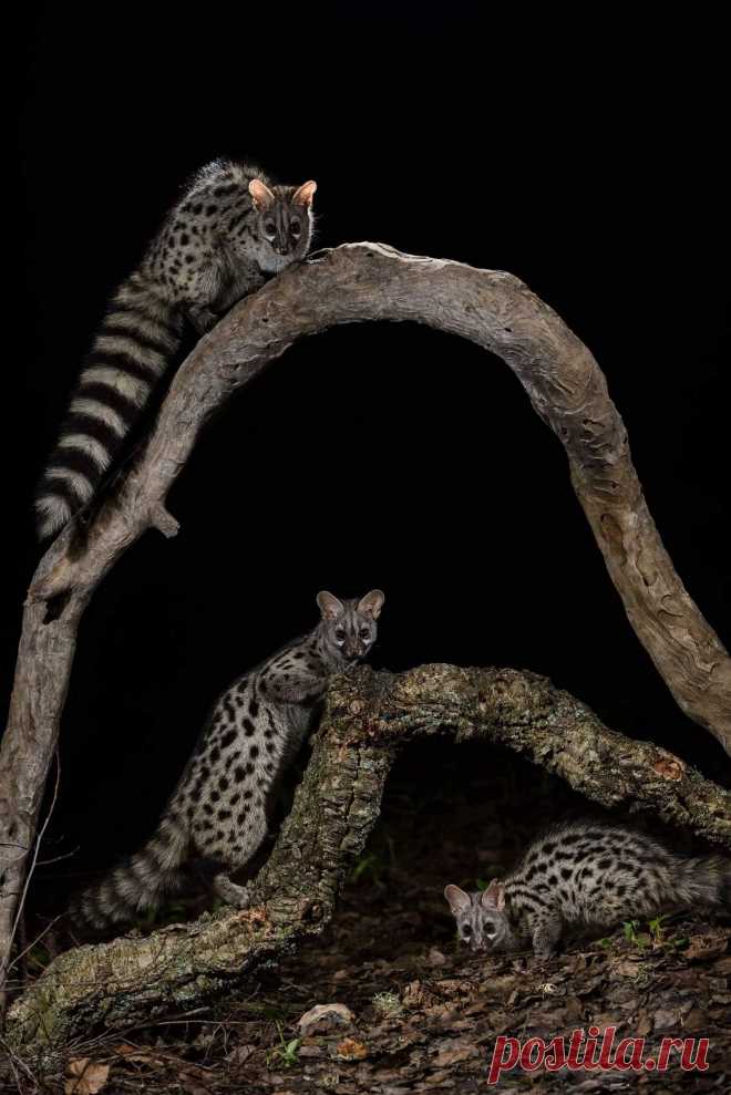Jinetas