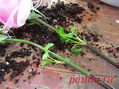 Вам подарили букет роз. Он завял.... так можно вырастить розу из черенка!.