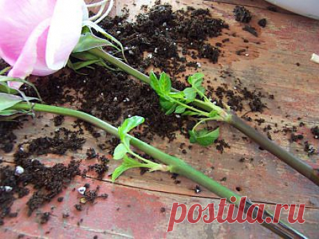 Вам подарили букет роз. Он завял.... так можно вырастить розу из черенка!.