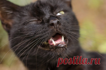 🐱Кошка чихает: причины и что делать | Нос, хвост, лапы | Дзен