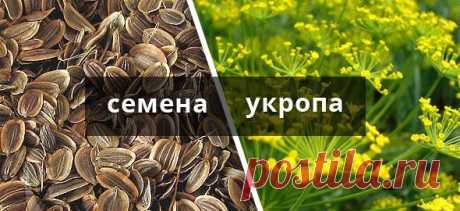 Полезные свойства укропа. | КРАСОТА И ЗДОРОВЬЕ
