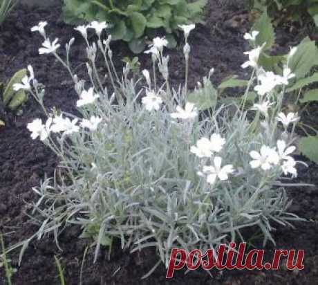 ВСЕ ПРО ЯСКОЛКУ!