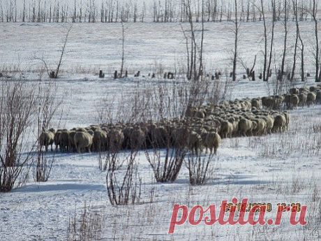 Вот так, ничего не опасаясь, номадная отара уходит в степь пастись, потому что надежно защищена от нападений хищников монгольскими овчарками.