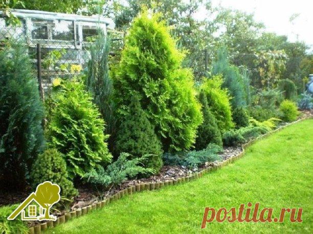 Что вам нужно знать про тую!
#дача
Если туя или можжевельники выглядят плохо, запаситесь терпением - приведение их в «божеский вид» может занять год-два. Начинайте действовать прямо сейчас, не теряя ни дня.

1.Возьмите секатор и безжалостно очистите растение от сухой порыжевшей хвои. Сама она не опадет, и дерево никогда не очистится. Проводите обрезку смело. Иногда «итоговое» дерево выглядит ужасно, потеряв половину хвои.

2. Срежьте точку роста (на 10-15 см укоротите маку...