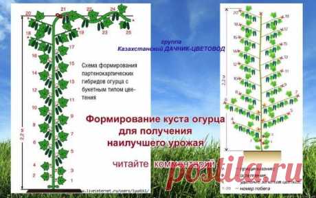 (63) Одноклассники