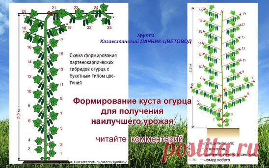 (63) Одноклассники