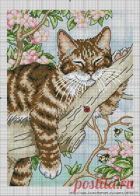 Котик.