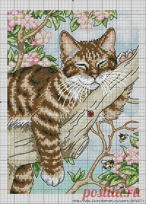 Котик.