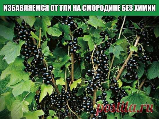 Избавляемся от тли на Смородине без химии.
Здравствуйте уважаемые дачники и огородники, хочу поблагодарить Вас за ваш интерес к нашим статьям, спасибо вам без вас и нашего канала не было бы.А сегодня будем бороться с тлей на смородине и без химии, с моим рецептом вы забудете что такое тля.
Наверное нет такого огорода где бы не было хотя бы кустика смородины, а так как кусты смородины всегда поражаются тлей то приходится ее обрабатывать. У меня есть для этого отличное средство поделилась этим р