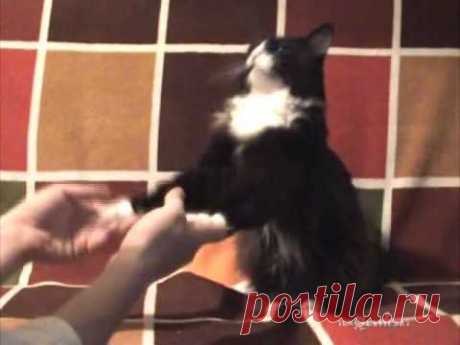 Give me paws! | Дай лапу! - YouTube