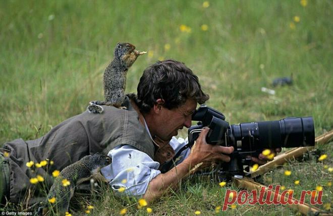 Фотографам дикой природы часто мешают животные