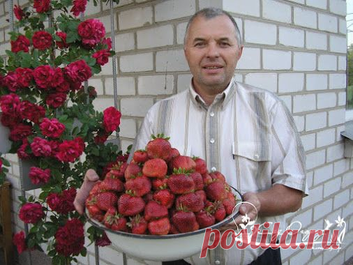 Совет садоводам, которые собираются сменить клубничное место В 10 литров воды…