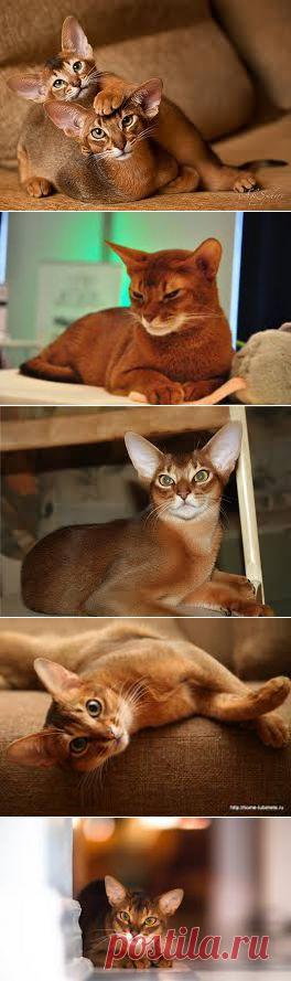 абиссинская кошка хочу