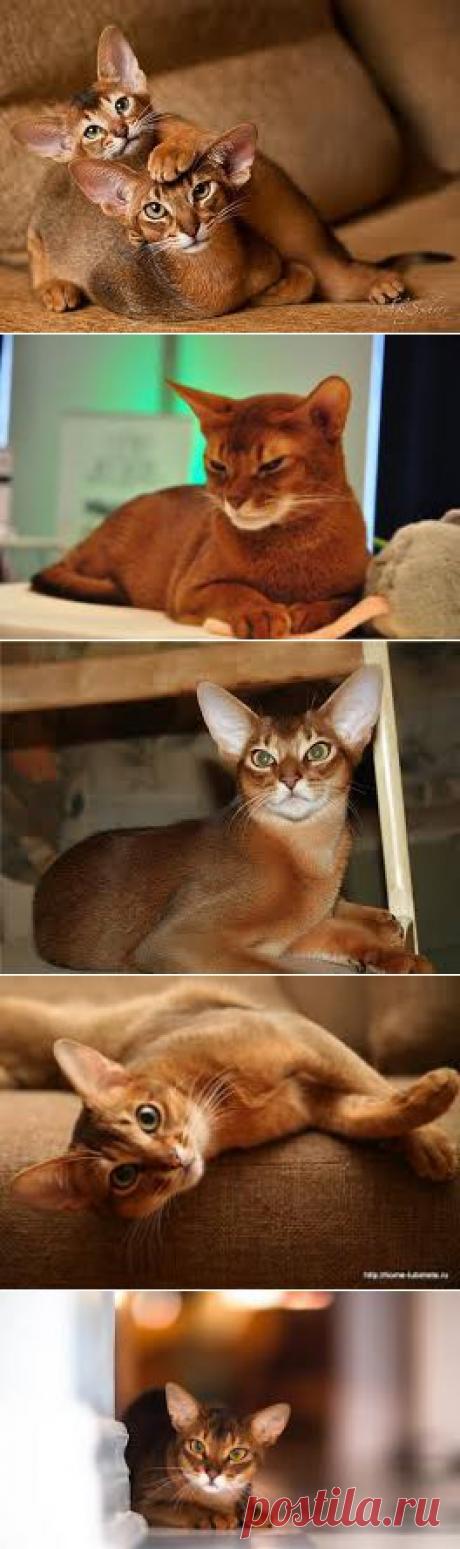 абиссинская кошка хочу