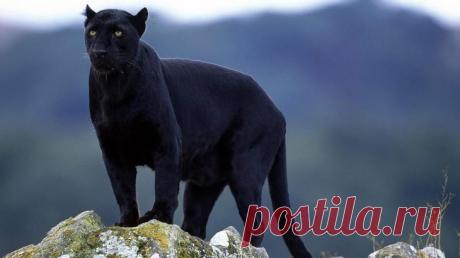 Топ 10 наиболее красивых животных в мире