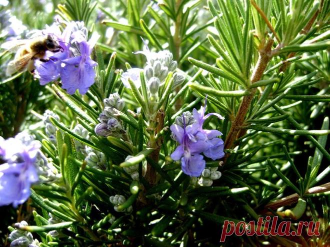 Розмарин в домашних условиях Розмарин хорошо известен как приправа и как лекарственное растение. Его вполне можно выращивать и как полезное комнатное растение, очищающее воздух от вредных микроорганизмов. Розмарин в природе растет в Средиземноморье и […]