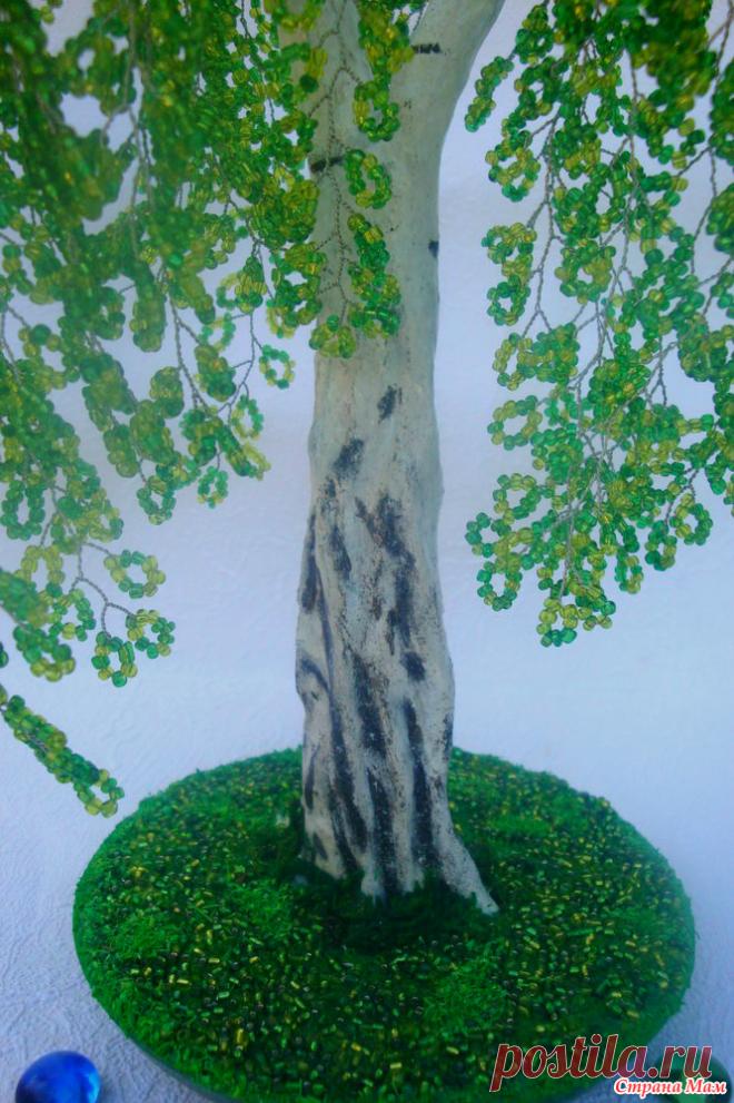 Какая статная, высокая эта красавица! Испокон веков береза была священным деревом. Кто-то приходил к ней, чтобы избавиться от хвори, кто-то использовал в любовной магии. И если Вам плохо, то подойдите и обнимите ее, и все плохие мысли сразу же уйдут прочь. Она заряжает Вас положительной энергетикой и на душе становится светло и хорошо. Еще очень полезен березовый сок. Говорят так: «Пей 3 недели березовый сок. Год не будешь болеть».