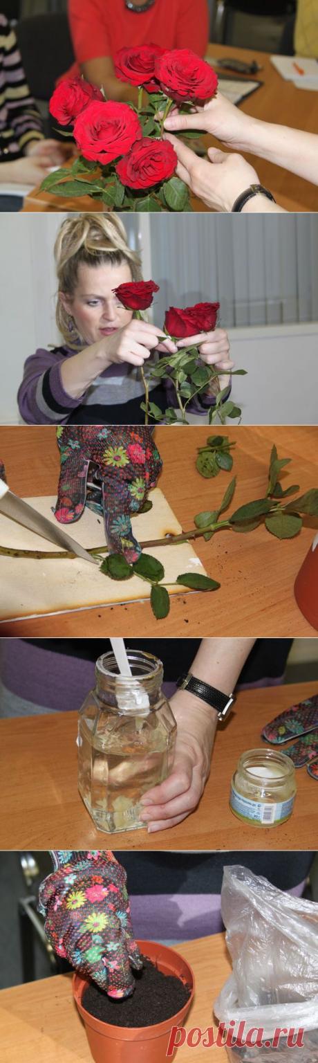 Как укоренить розу из букета — 6 соток
