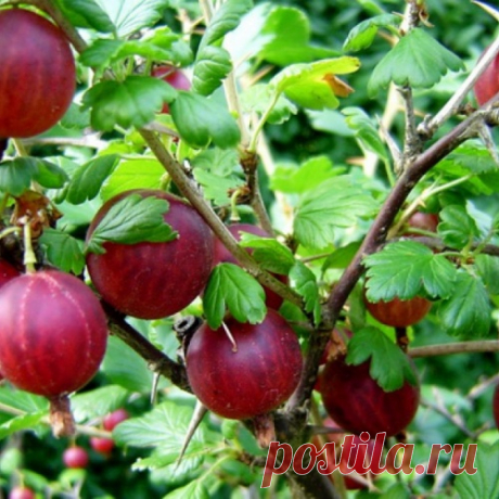 15 кг крыжовника с куста? Нет проблем!