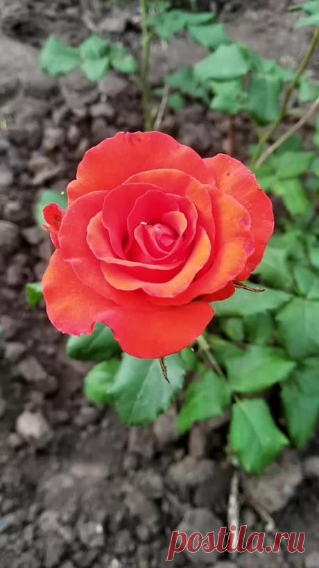 голос души (@golos_duchi) TikTok | Смотреть свежие видео голос души в TikTok