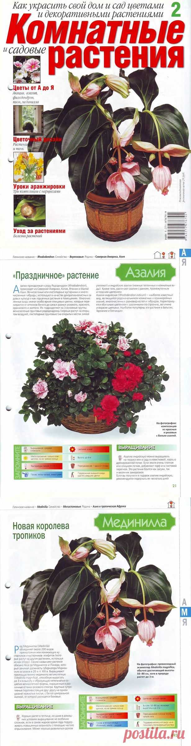 Серия: Комнатные и садовые растения №2 - Флора и фауна - Живой уголок - Каталог статей - ЛИНИИ ЖИЗНИ