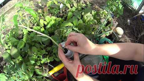 ПОМИДОРНАЯ НАУКА. ВАРИАНТЫ ФОРМИРОВАНИЯ ТОМАТНЫХ КУСТОВ
Сохраните, чтобы не потерять!

Разбираемся с разными вариантами формирования томатных кустов

Как получить хороший урожай?

Когда читаешь статьи о пасынковании томатов, кажется, что они написаны на китайском языке. Вот, к примеру: «детерминантные томаты формируют с переводом точки роста на боковой побег». Буквы вроде русские, а смысл уловить практически невозможно. Нет, специалист, конечно, сразу поймет, о чем речь, а...