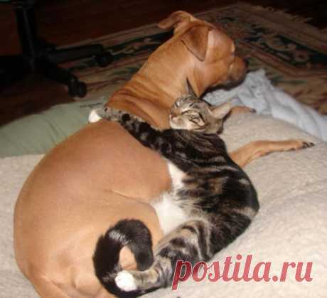 20 котов, которые по уши втрескались в собак