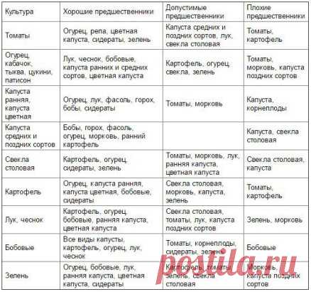 Таблица чередования посевов овощей в огороде
Из севооборота овощей можно извлечь выгоду. Это и защита растений от вредителей и болезней, и сохранение плодородия почвы. Но недостаточно просто менять овощи местами от сезона к сезону, нужно учитывать, какие предшественники наиболее полезны для каждой овощной культуры.
При севообороте соблюдаем правило: не сеять одну и ту же культуру второй год на старое место. Это относится и к представителям одного и того же семейства культур. Так, например, нел