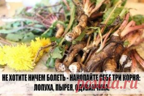 Я ВСЕГДА ГОВОРЮ "НЕ ХОТИТЕ НИЧЕМ БОЛЕТЬ - НАКОПАЙТЕ СЕБЕ ТРИ КОРНЯ - ЛОПУХА, ПЫРЕЯ, ОДУВАНЧИКА. 

Из этих корней вы сделаете сбор и будете его пить. 

Целебные корни — Мы бережем картошку, а сорняки выбрасываем. А они бывают ценнее, чем картошка. Никакие сорняки выбрасывать нельзя. Придет день для каждого человека, когда ему будет нужна не картошка, а лечение. Все сорняки лечат! Все эти трудноискоренимые сорняки утверждают свою необходимость всему живому на земле. 

Пырей ...
