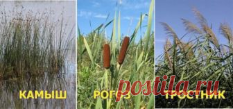 Рогоз — растение для выживания | ВЫЖИВАЙ.РУ