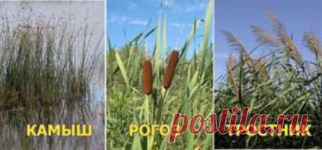 Рогоз — растение для выживания | ВЫЖИВАЙ.РУ