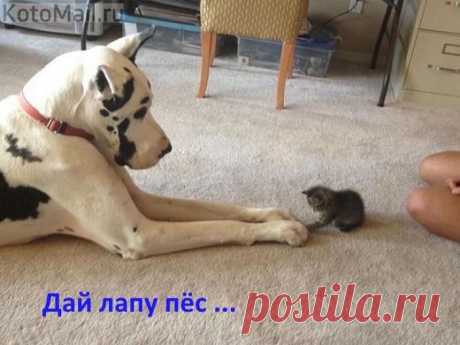 Давай знакомиться, я твой воспитатель | KotoMail.ru