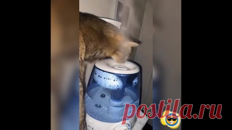 Был ёжик в тумане, теперь есть котик в тумане