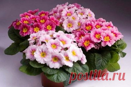 ПРИМУЛА