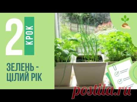 Зелень -  цілий рік. Крок 2. Петрушка та кріп на підвіконні.