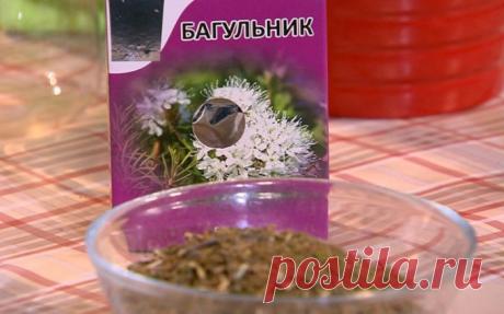 Багульник от кашля.