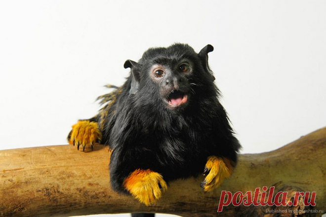 Портреты уникальных животных, Джоэл Сартори, Joel Sartore