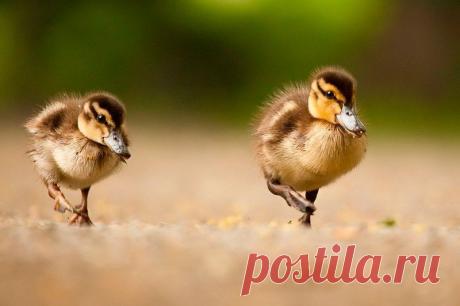 Животные крупным планом Роберта Адамека (Robert Adamec) — Фотоискусство