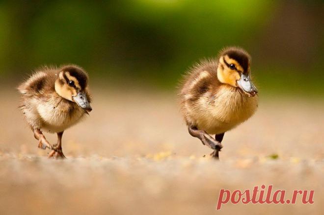 Животные крупным планом Роберта Адамека (Robert Adamec) — Фотоискусство